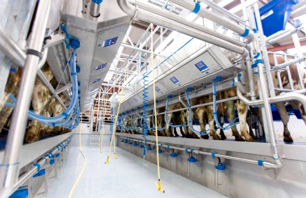 MILKING LINE Turkish System Italian System