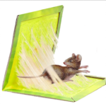 Mouse Trapp