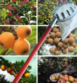 Fruit Picker 4m 1